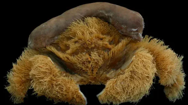 new crab species is covered in hair